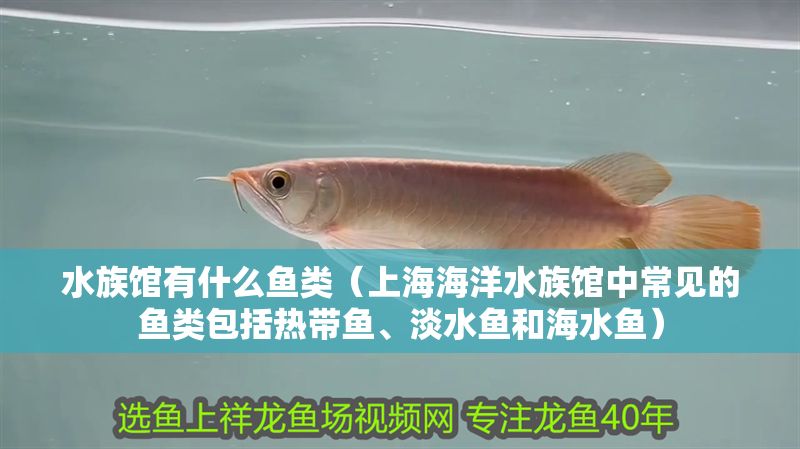 水族館有什么魚類（上海海洋水族館中常見的魚類包括熱帶魚、淡水魚和海水魚）
