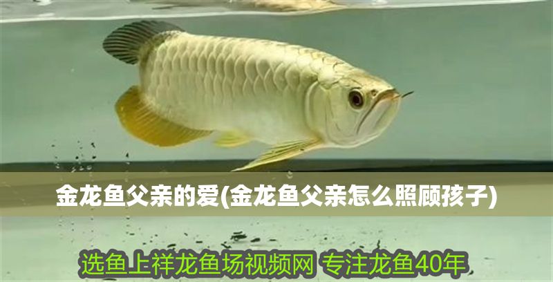 金龍魚父親的愛(金龍魚父親怎么照顧孩子)