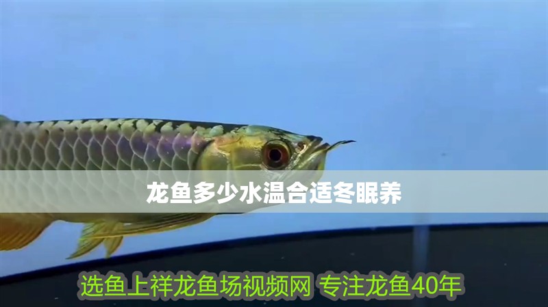 龍魚多少水溫合適冬眠養