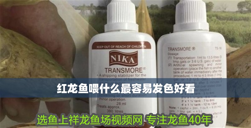 紅龍魚喂什么最容易發(fā)色好看