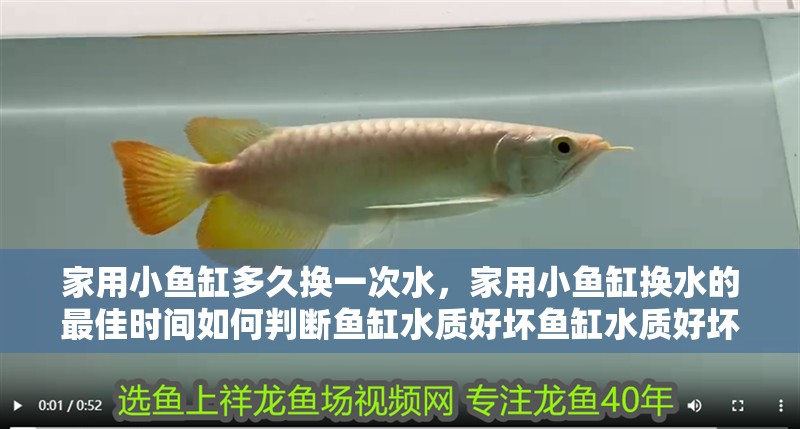 家用小魚缸多久換一次水，家用小魚缸換水的最佳時間如何判斷魚缸水質好壞魚缸水質好壞