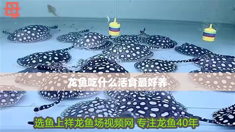 龍魚吃什么活食最好養