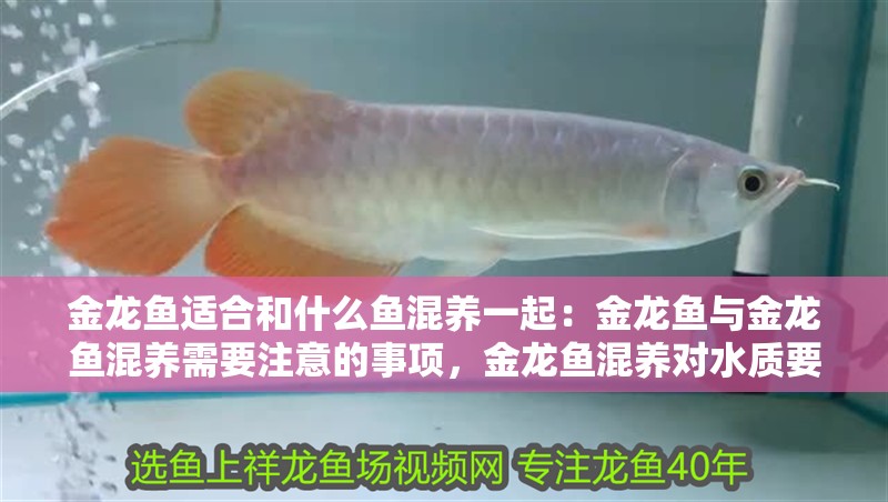 金龍魚適合和什么魚混養(yǎng)一起：金龍魚與金龍魚混養(yǎng)需要注意的事項，金龍魚混養(yǎng)對水質(zhì)要求