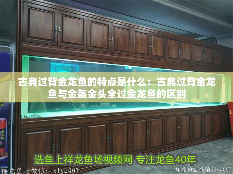 古典過背金龍魚的特點是什么：古典過背金龍魚與金盔金頭全過金龍魚的區別