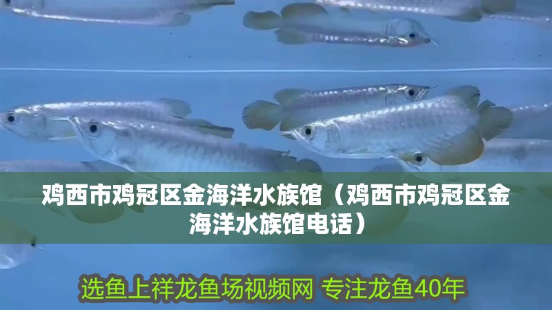 雞西市雞冠區(qū)金海洋水族館（雞西市雞冠區(qū)金海洋水族館電話）