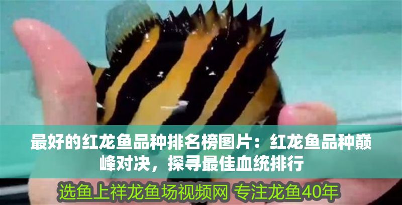 最好的紅龍魚品種排名榜圖片：紅龍魚品種巔峰對決，探尋最佳血統排行