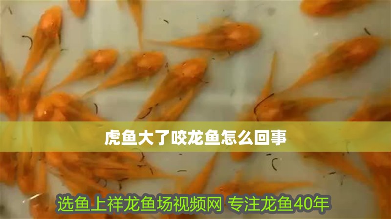 虎魚大了咬龍魚怎么回事