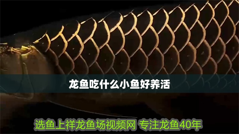 龍魚吃什么小魚好養活