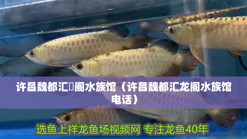 許昌魏都匯龍閣水族館（許昌魏都匯龍閣水族館電話）