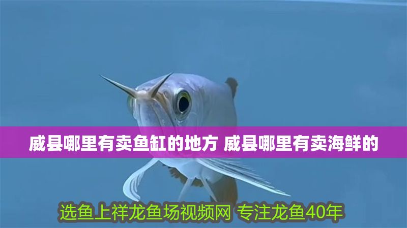 威縣哪里有賣魚缸的地方 威縣哪里有賣海鮮的
