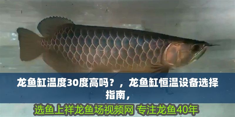 龍魚(yú)缸溫度30度高嗎？，龍魚(yú)缸恒溫設(shè)備選擇指南，