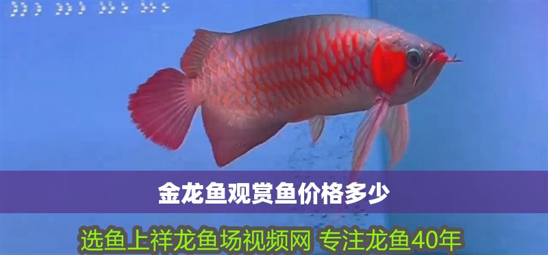 金龍魚觀賞魚價格多少