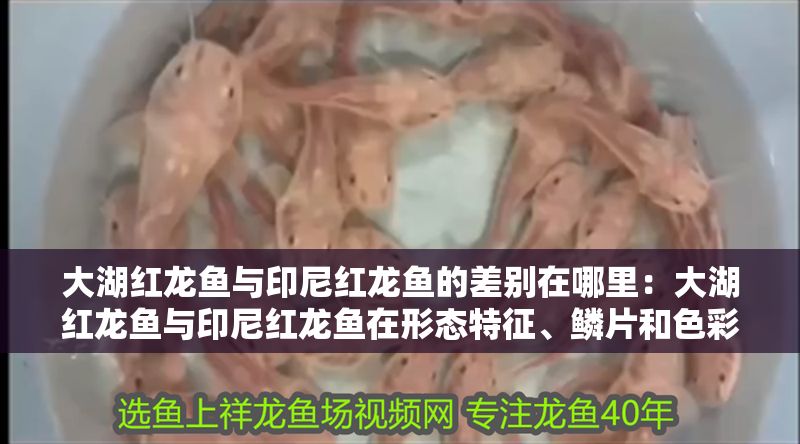 大湖紅龍魚與印尼紅龍魚的差別在哪里：大湖紅龍魚與印尼紅龍魚在形態特征、鱗片和色彩、飼養技巧