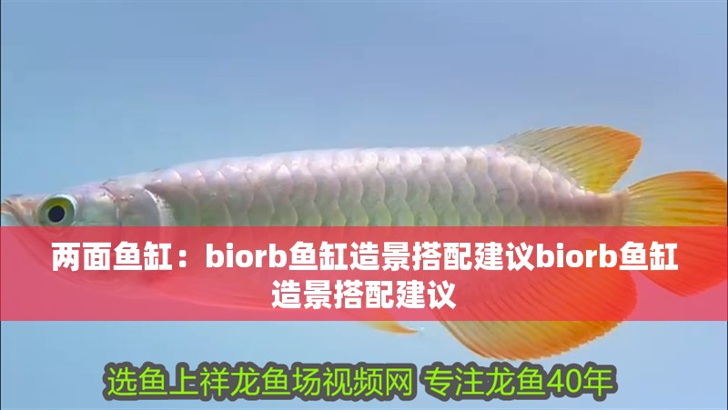 兩面魚缸：biorb魚缸造景搭配建議biorb魚缸造景搭配建議