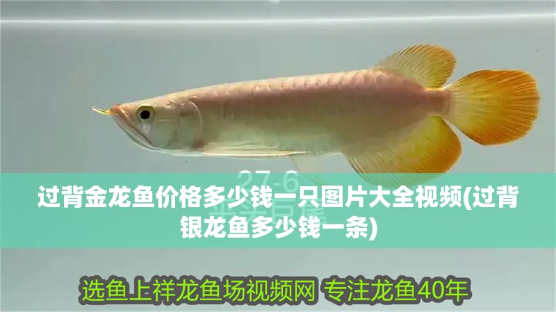 過背金龍魚價格多少錢一只圖片大全視頻(過背銀龍魚多少錢一條)