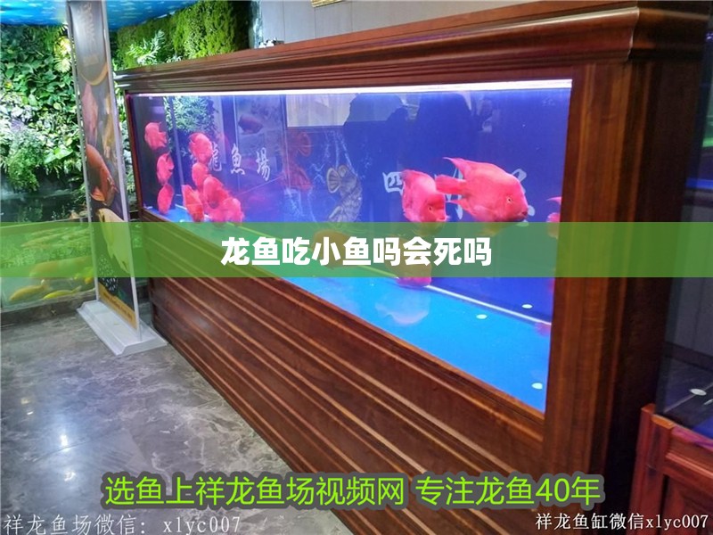 龍魚吃小魚嗎會死嗎