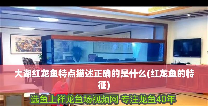 大湖紅龍魚特點描述正確的是什么(紅龍魚的特征)