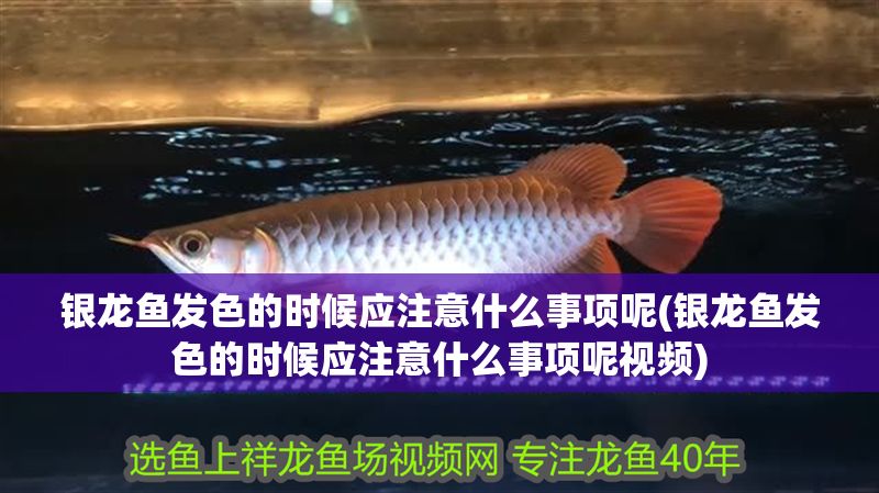 銀龍魚發色的時候應注意什么事項呢(銀龍魚發色的時候應注意什么事項呢視頻)