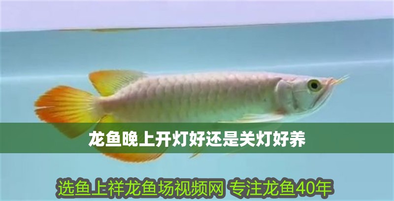 龍魚晚上開燈好還是關燈好養 龍魚百科 第2張 龍魚晚上開燈好還是關燈好養 龍魚晚上開燈好還是關燈好養 龍魚百科 第2張