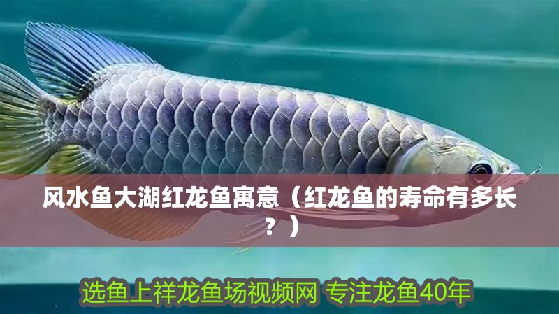 風水魚大湖紅龍魚寓意（紅龍魚的壽命有多長？）