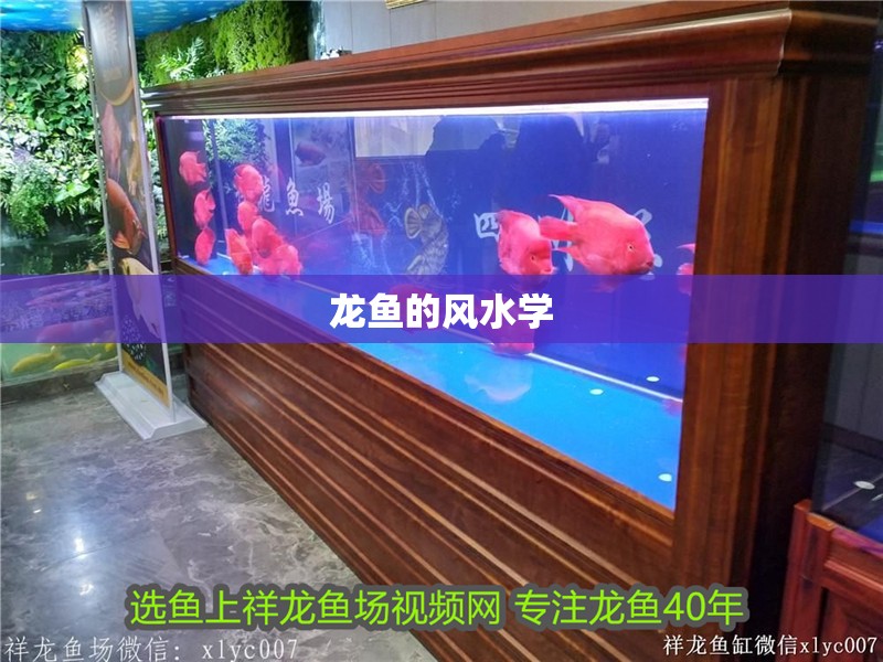 龍魚的風水學