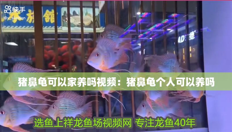 豬鼻龜可以家養嗎視頻：豬鼻龜個人可以養嗎