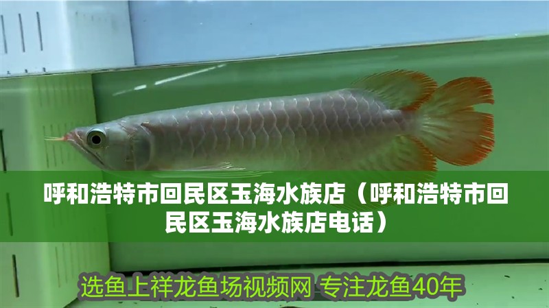 呼和浩特市回民區(qū)玉海水族店（呼和浩特市回民區(qū)玉海水族店電話） 呼和浩特市回民區(qū)玉海水族店（呼和浩特市回民區(qū)玉海水族店電話） 全國水族館企業(yè)名錄 第2張