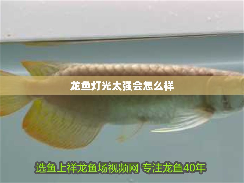 龍魚燈光太強會怎么樣