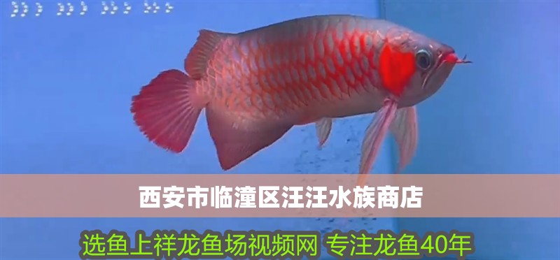 西安市臨潼區汪汪水族商店