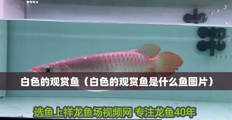 白色的觀賞魚（白色的觀賞魚是什么魚圖片）