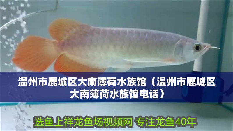 溫州市鹿城區(qū)大南薄荷水族館（溫州市鹿城區(qū)大南薄荷水族館電話）