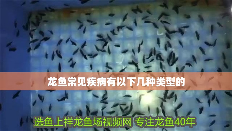 龍魚常見疾病有以下幾種類型的