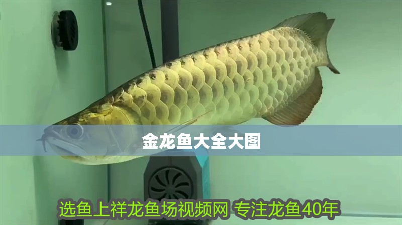 金龍魚大全大圖