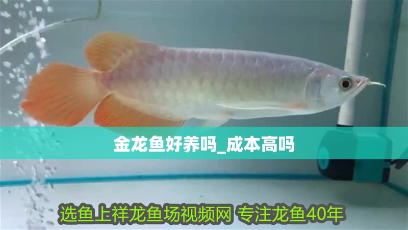 金龍魚好養嗎_成本高嗎
