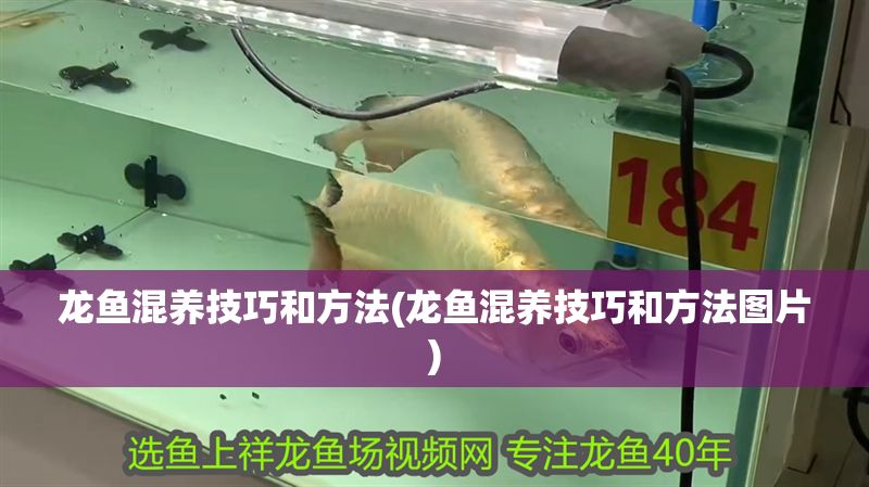 龍魚混養(yǎng)技巧和方法(龍魚混養(yǎng)技巧和方法圖片)