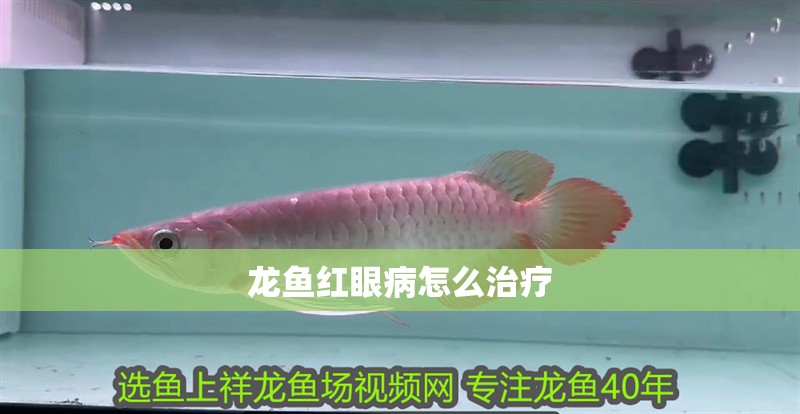 龍魚紅眼病怎么治療
