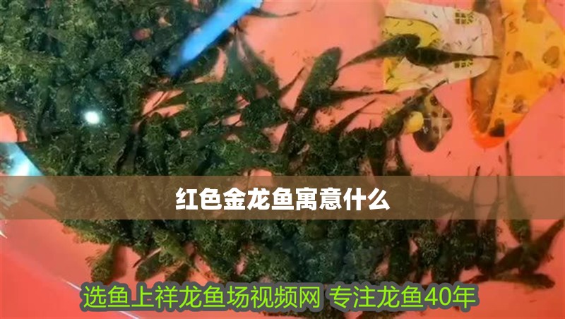紅色金龍魚寓意什么