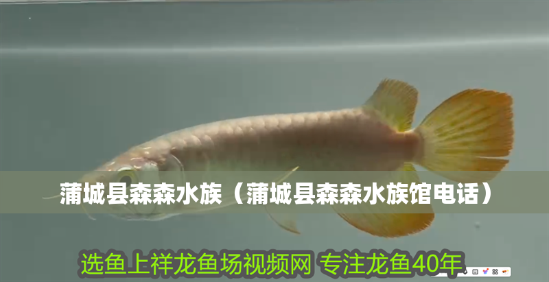 蒲城縣森森水族（蒲城縣森森水族館電話）