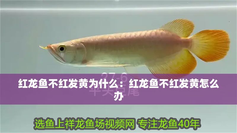 紅龍魚不紅發(fā)黃為什么：紅龍魚不紅發(fā)黃怎么辦