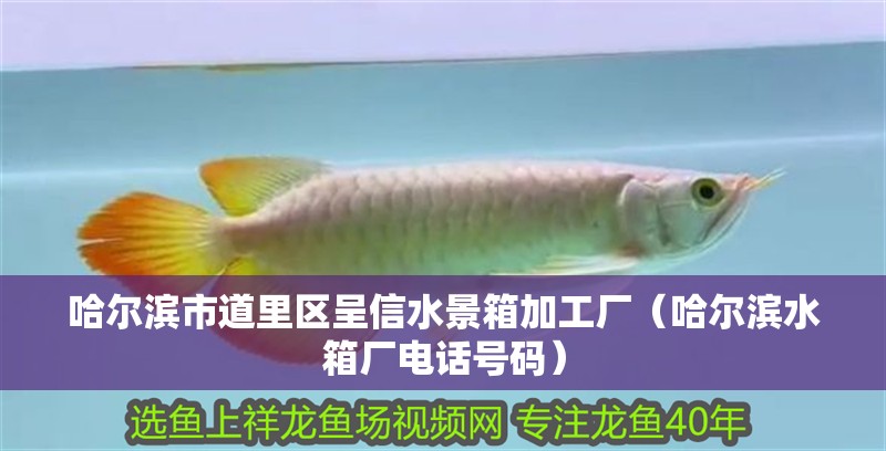 哈爾濱市道里區呈信水景箱加工廠（哈爾濱水箱廠電話號碼）