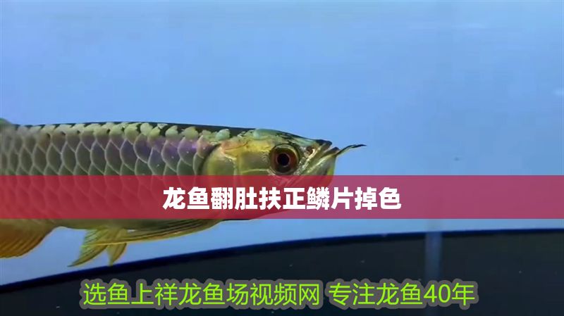 龍魚翻肚扶正鱗片掉色
