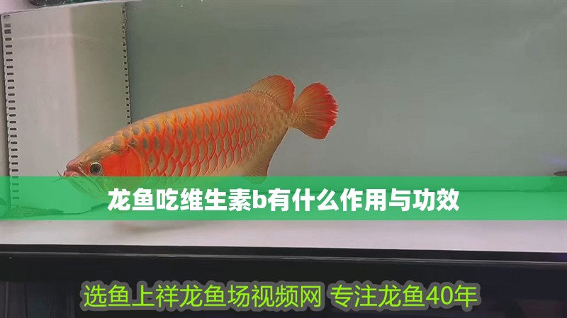 龍魚吃維生素b有什么作用與功效