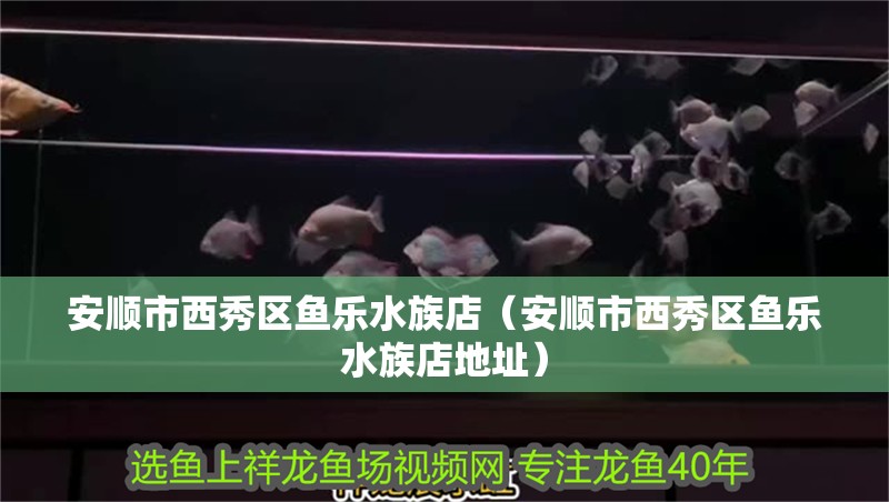 安順市西秀區魚樂水族店（安順市西秀區魚樂水族店地址）