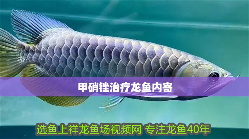 甲硝銼治療龍魚內(nèi)寄