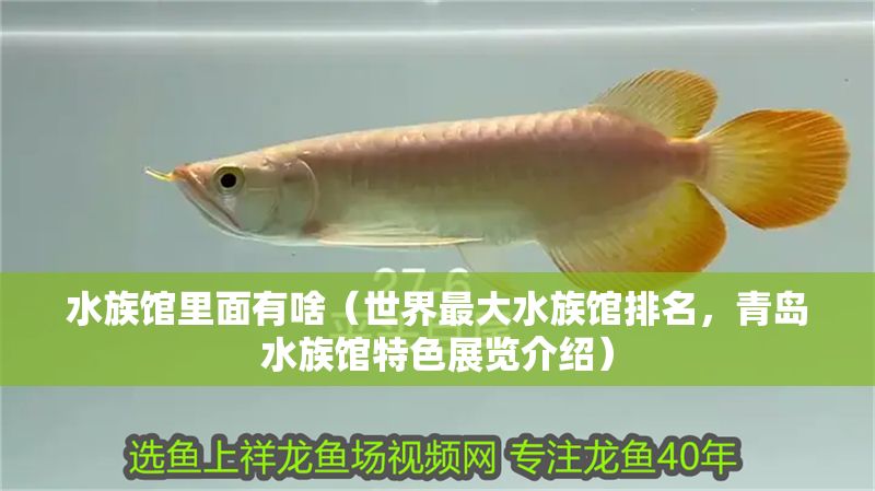 水族館里面有啥（世界最大水族館排名，青島水族館特色展覽介紹）