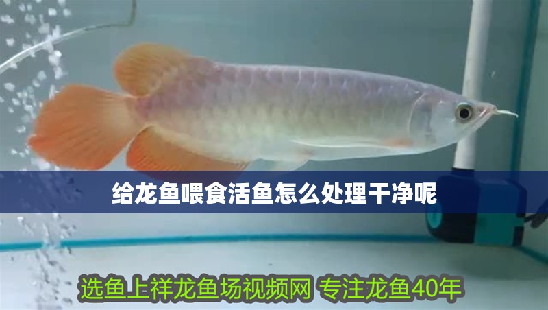 給龍魚喂食活魚怎么處理干凈呢