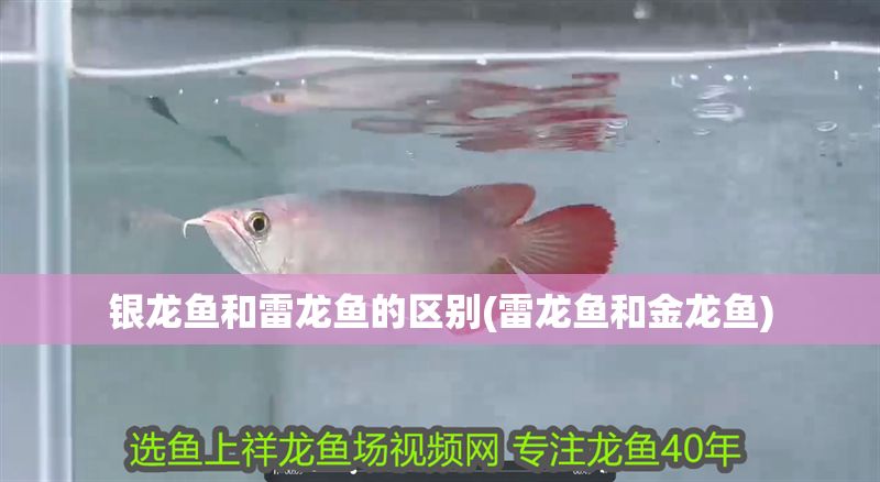 銀龍魚和雷龍魚的區別(雷龍魚和金龍魚)