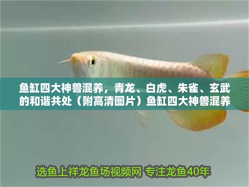 魚缸四大神獸混養(yǎng)，青龍、白虎、朱雀、玄武的和諧共處（附高清圖片）魚缸四大神獸混養(yǎng)指南，青龍白虎朱雀玄武和諧共處（高清組圖）