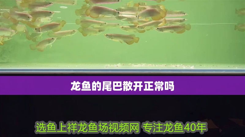 龍魚的尾巴散開正常嗎