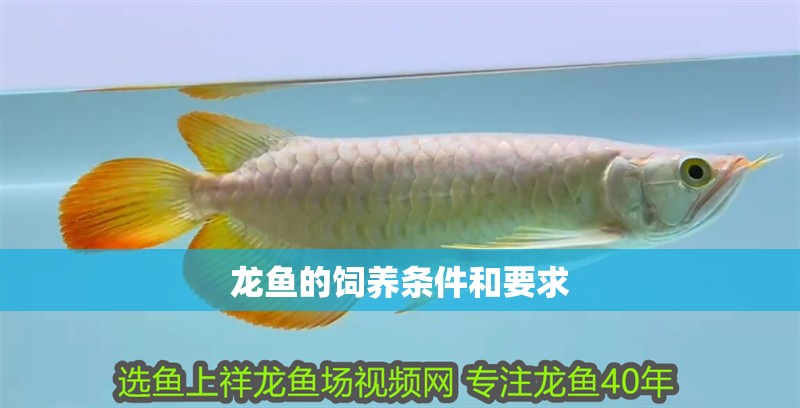 龍魚的飼養條件和要求